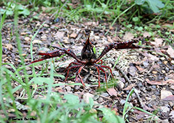 Procambarus clarkii