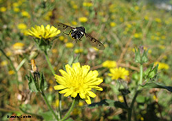 Anthrax sp in volo