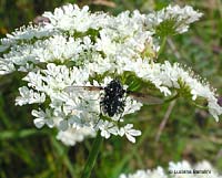 Bombylella atra