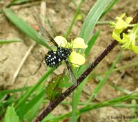 Bombylella atra