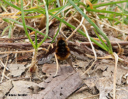 Bombylius major