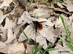 Bombylius major