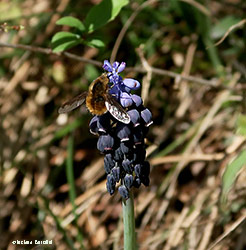 Bombylius major