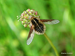 Bombilius sp.