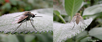 piccolo bombylius Geron sp.