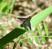 Hemipenthes morio