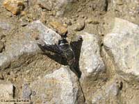 Hemipenthes velutina