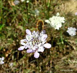 Bombilius sp.