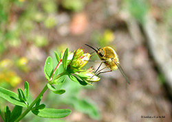 Bombilius sp.