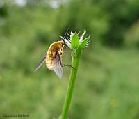 Bombilius sp.