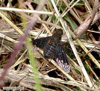 Hemipenthes morio