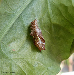 Crisalide di farfalla Nymphalidae