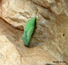 Crisalide di pieris rapae