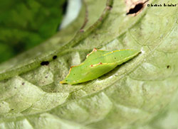 Crisalide di pieris rapae