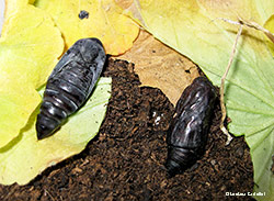 Due crisalidi di colore marrone scuro