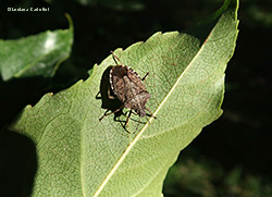 Halyomorpha halys la cimice asiatica