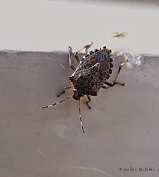 Halyomorpha halys la cimice asiatica