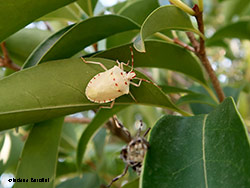 Halyomorpha halys la cimice asiatica