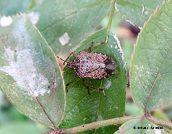 Halyomorpha halys la cimice asiatica