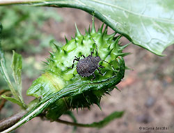 Ninfa di Cimice asiatica