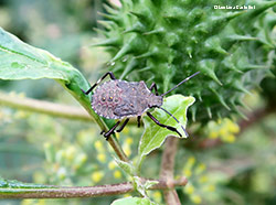 Ninfa di Halyomorpha halys - settembre 2022