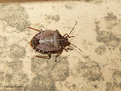 Halyomorpha halys la cimice asiatica