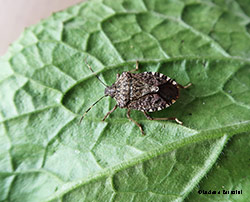 Halyomorpha halys la cimice asiatica