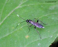 Ichneumon Wasp