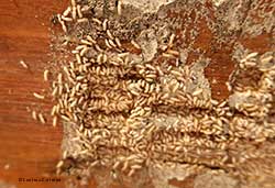 termiti su un lato di una cassetta di legno