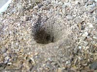 Trappola del vermileonidae costruita scavando la terra 