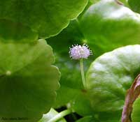 Fiori di Hydrocotyle leucocephala