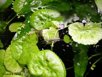 Fiori di Hydrocotyle leucocephala