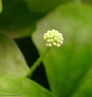 boccio  di Hydrocotyle leucocephala