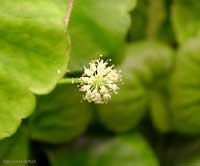 Fiore di Hydrocotyle leucocephala