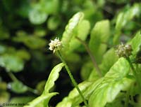 fiore Hydrocotyle