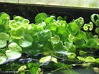 Fiori di Hydrocotyle leucocephala- fam.Apiacee