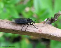 Bibio sp. femmina