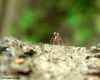 dittero famiglia Dolichopodidae