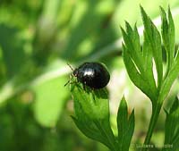 Coptosoma scutellatum