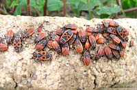 Pyrrhocoris apterus