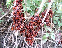 Pyrrhocoris apterus