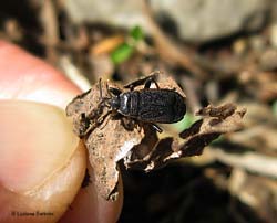 Pyrrhocoris marginatus