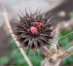 Pyrrhocoris apterus la cimice rossa e nera