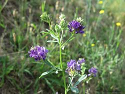 Erba medica - Medicago sativa