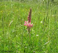 Onobrychis viciifolia