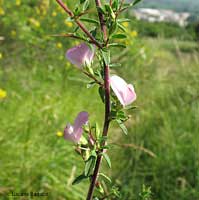 Ononis spinosa