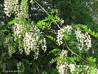 Robinia pseudoacacia