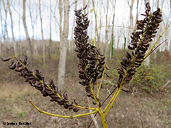 Amorpha fruticosa con semi