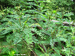 Amorpha fruticosa