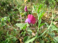 Lathyrus articulatus